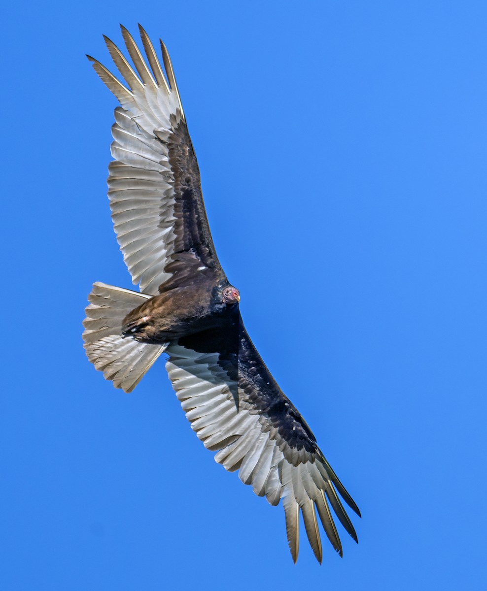 Turkey Vulture - ML619614818