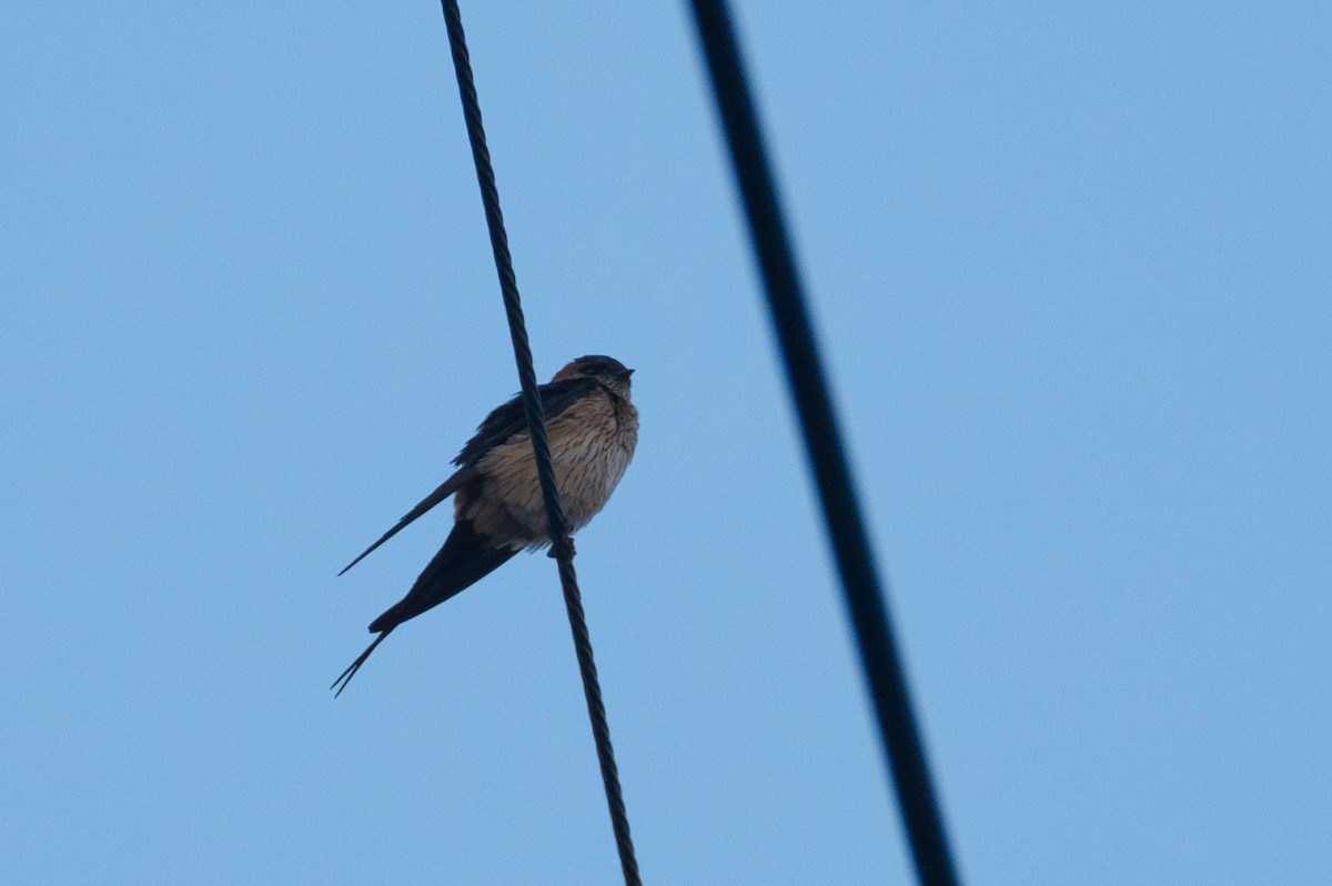 Red-rumped Swallow - ML619614838