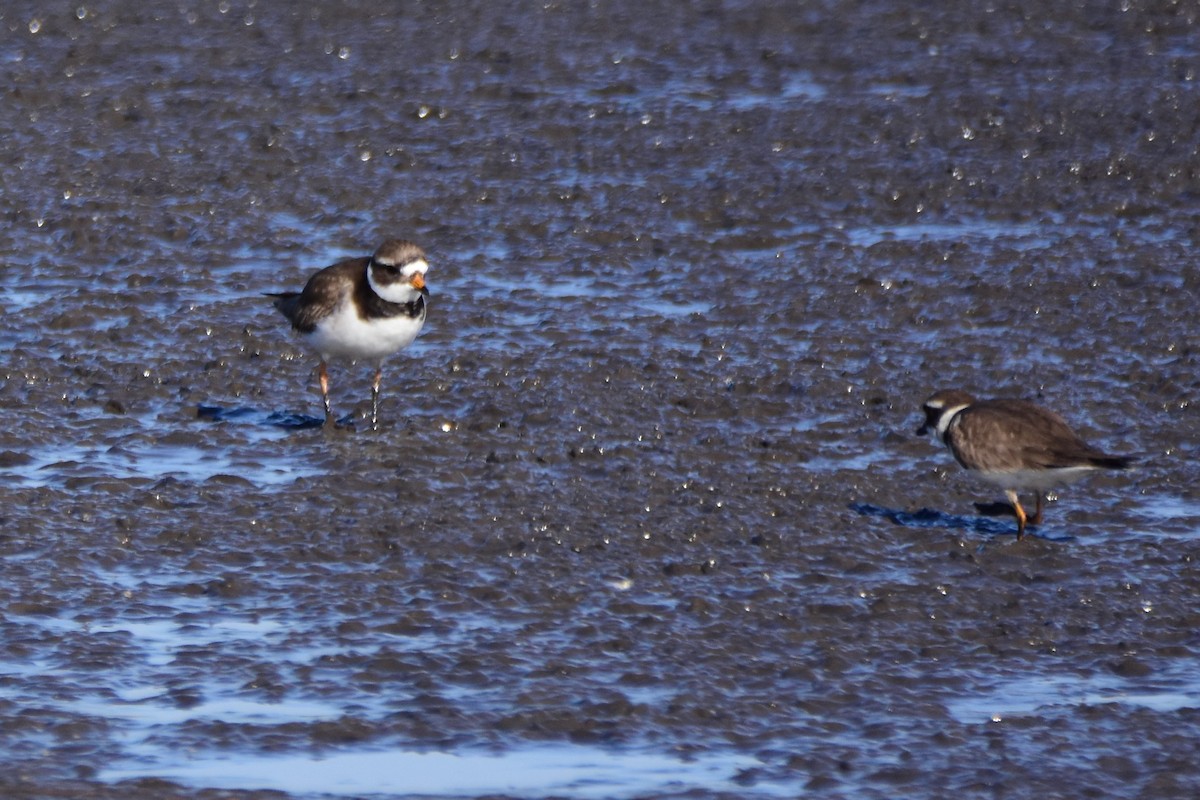 Common Ringed Plover - ML619614884