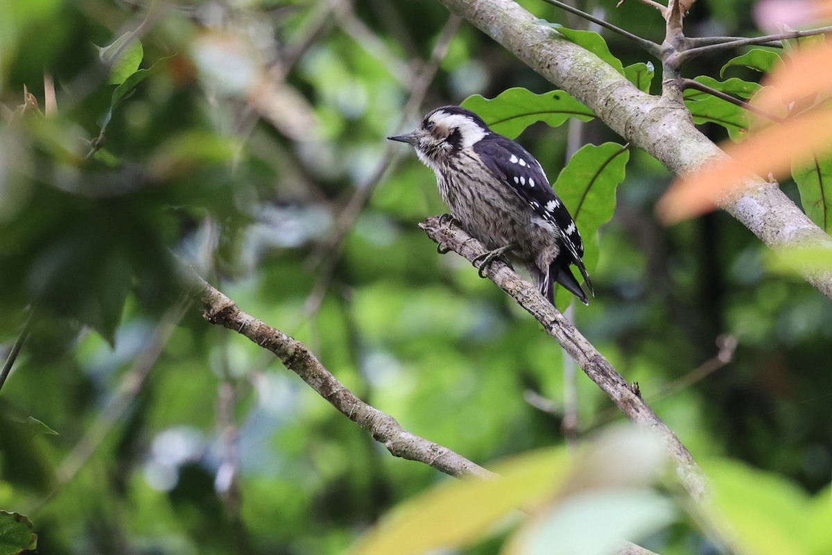 Gray-capped Pygmy Woodpecker - ML619614909