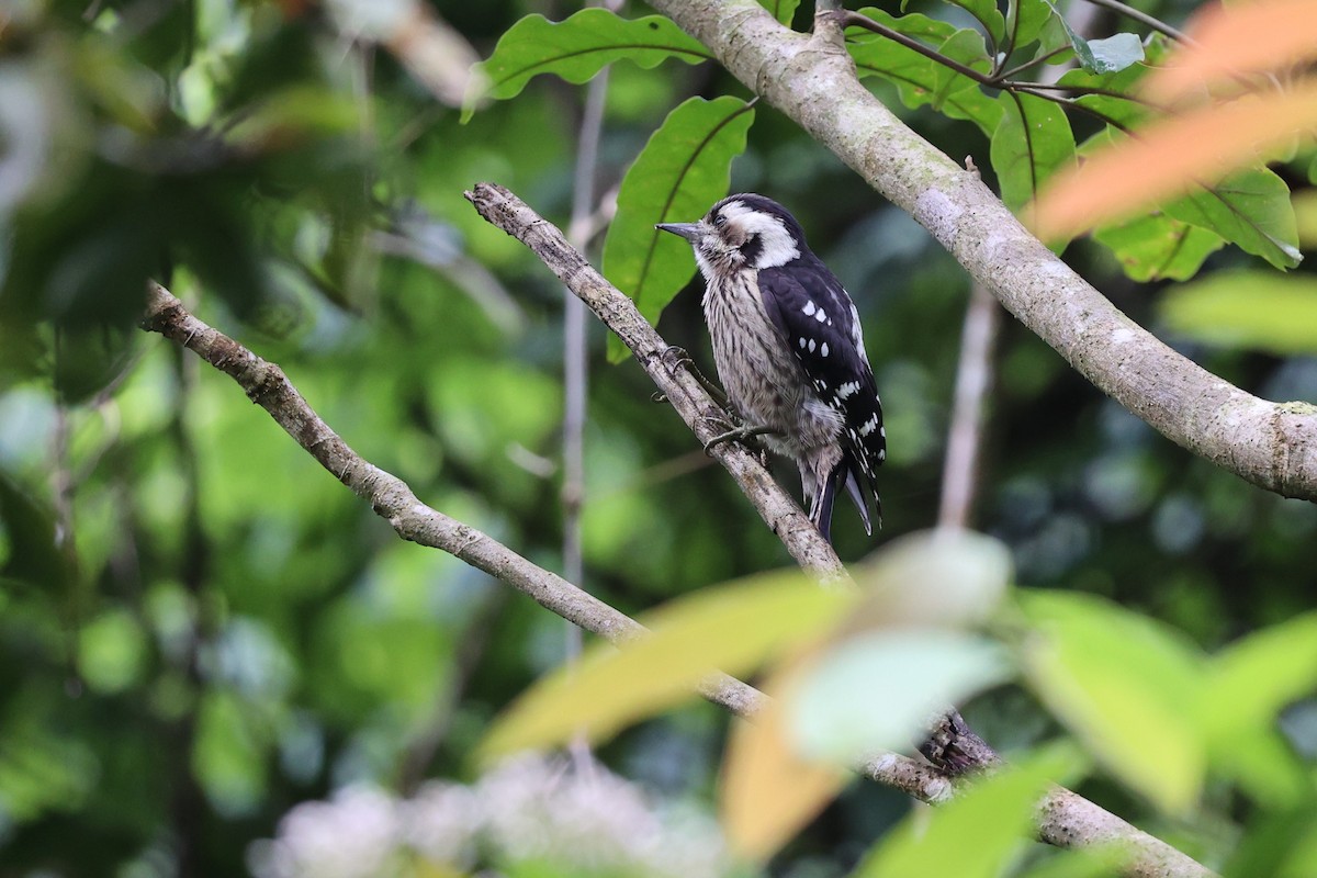 Gray-capped Pygmy Woodpecker - ML619614910