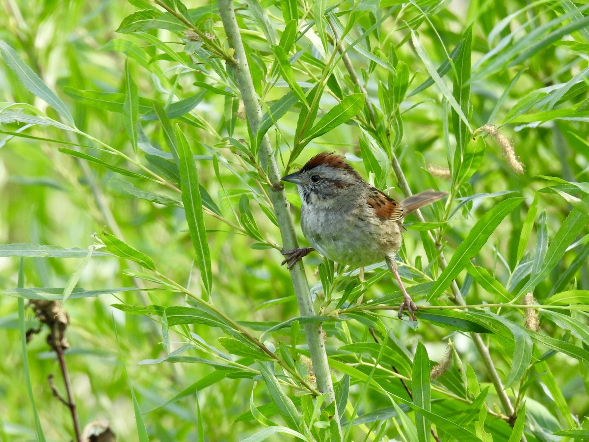 Swamp Sparrow - ML619614948