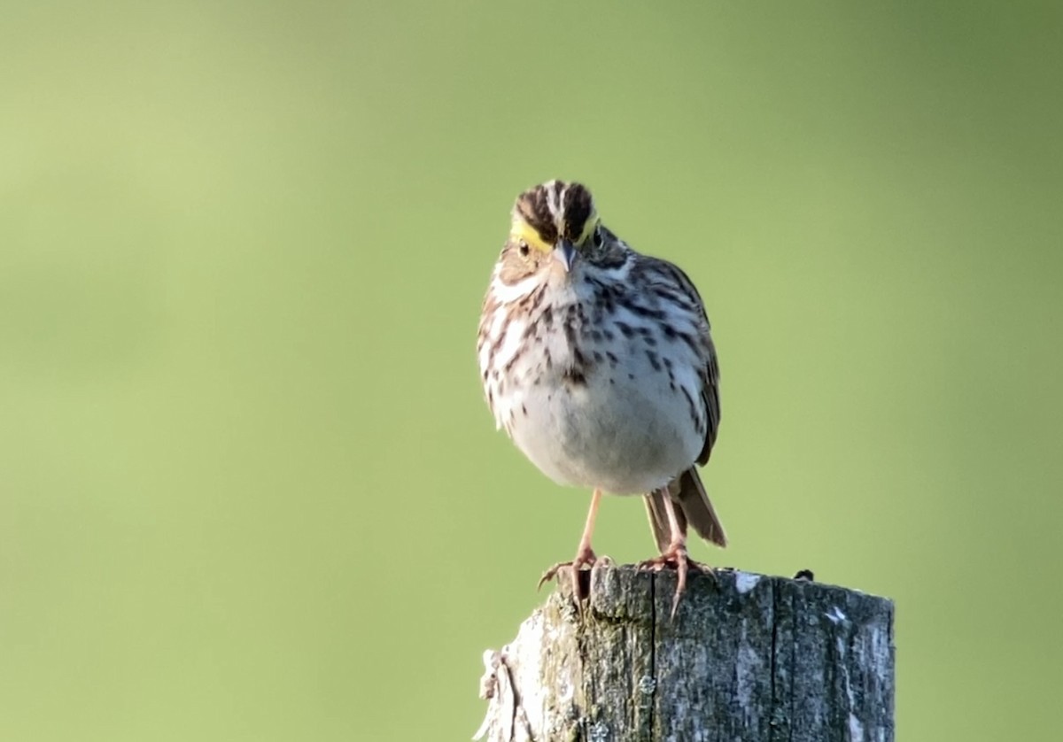 Savannah Sparrow - ML619614967