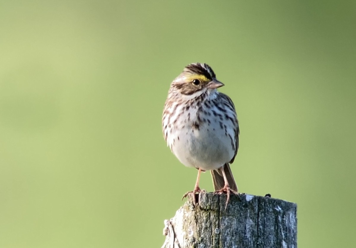 Savannah Sparrow - ML619614969