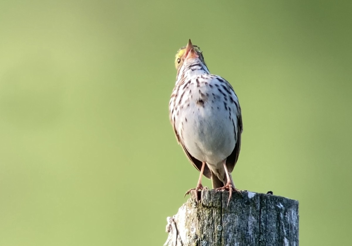 Savannah Sparrow - ML619614972
