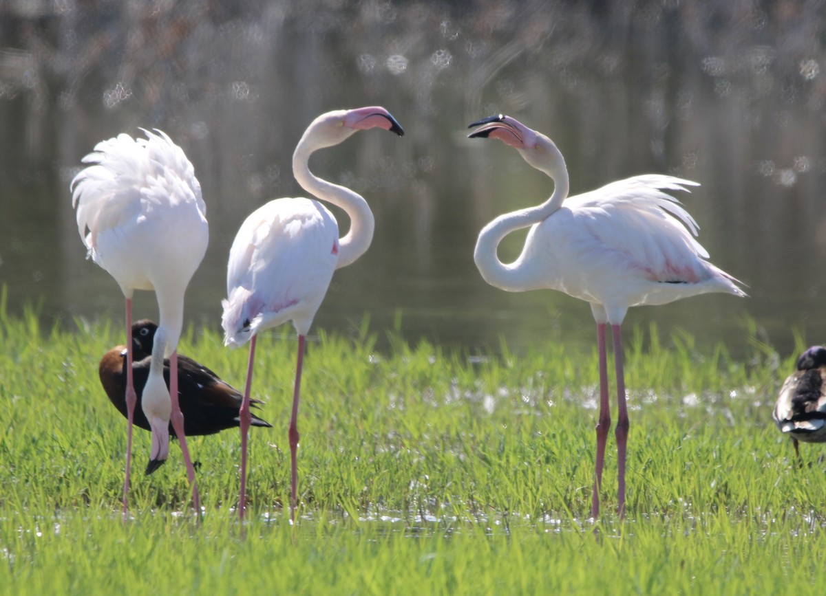 Greater Flamingo - ML619615007