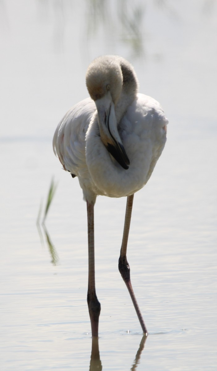 Greater Flamingo - ML619615018