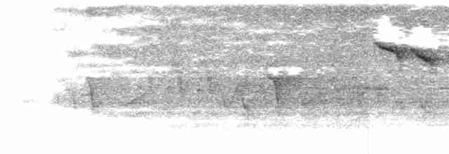 holub maorský - ML619615020