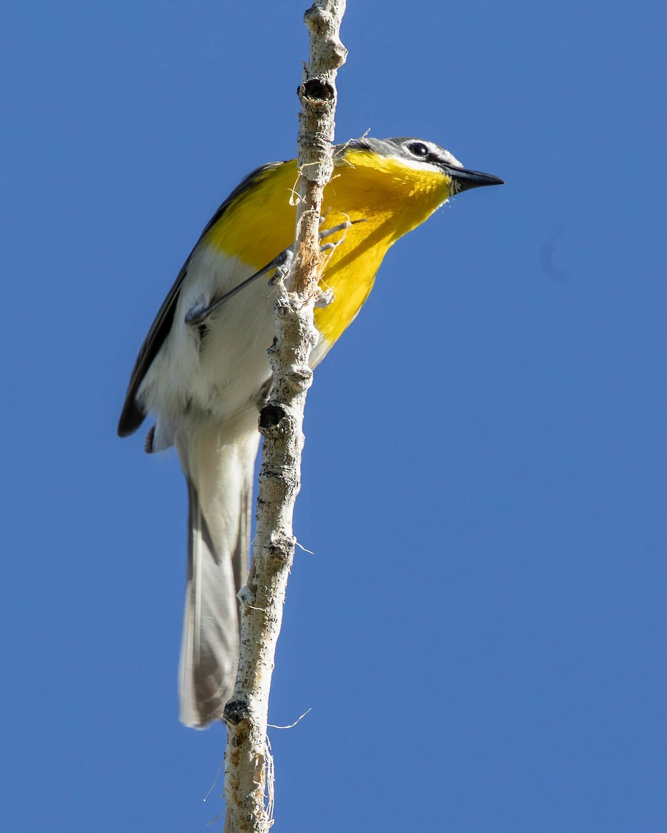 Yellow-breasted Chat - ML619615036