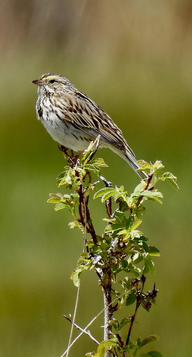 Savannah Sparrow - ML619615098