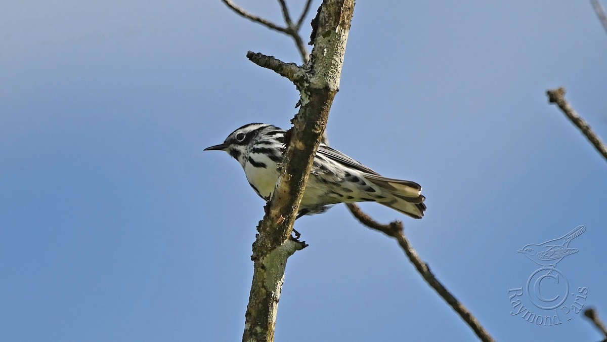 Black-and-white Warbler - ML619615099