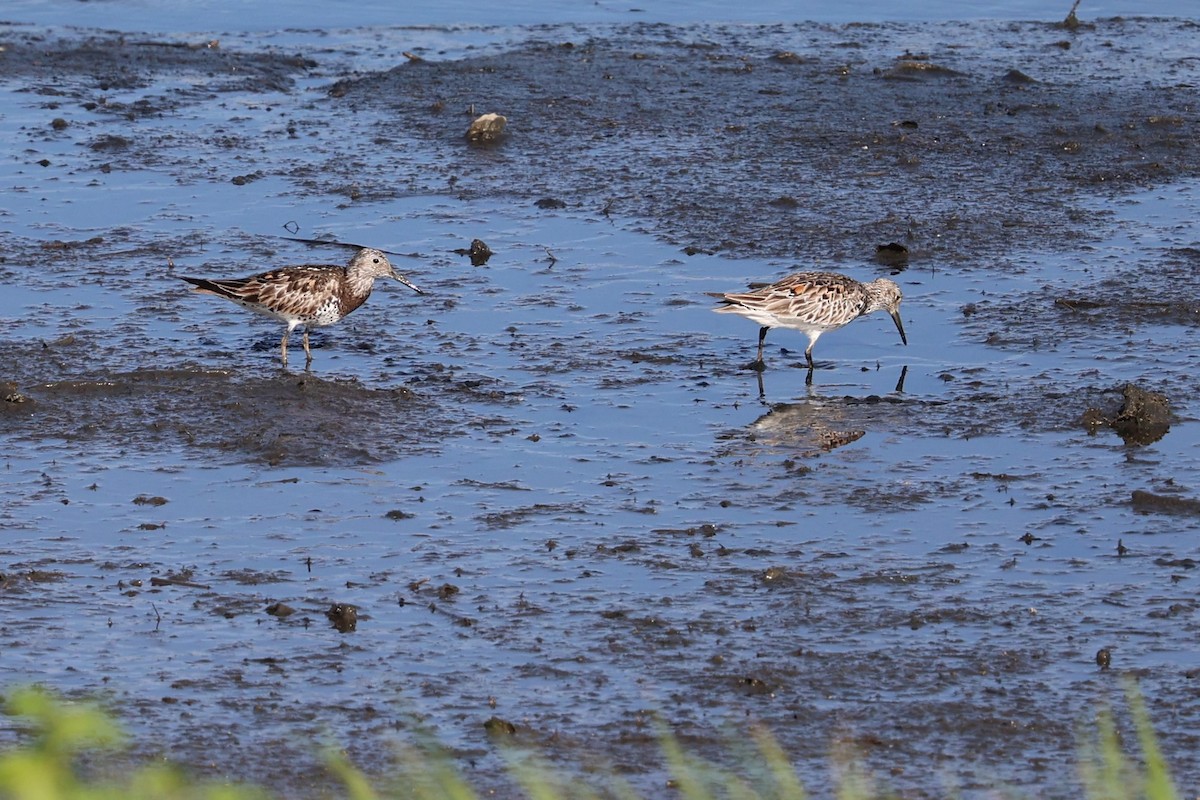 Great Knot - ML619615121