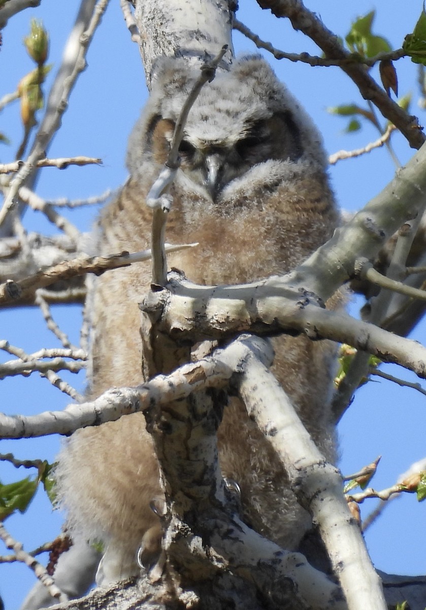 Great Horned Owl - ML619615124