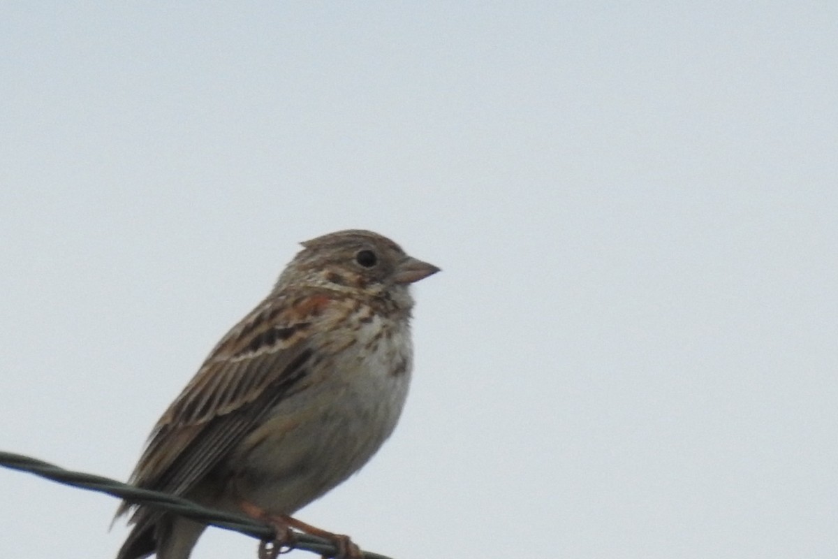 Vesper Sparrow - ML619615130