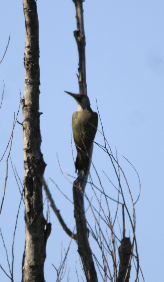 Eurasian Green Woodpecker - ML619615138