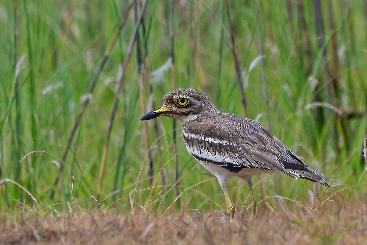 Indian Thick-knee - ML619615146