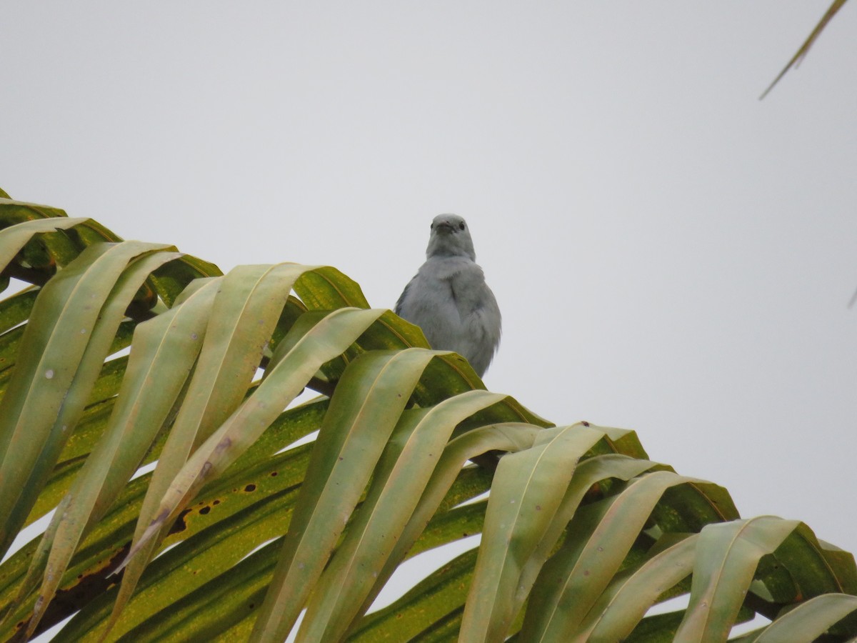 Blue-gray Tanager - ML619615190