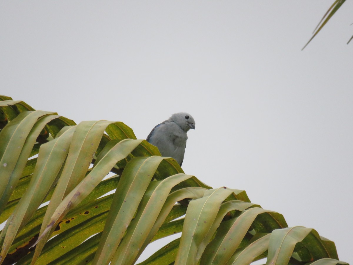 Blue-gray Tanager - ML619615195