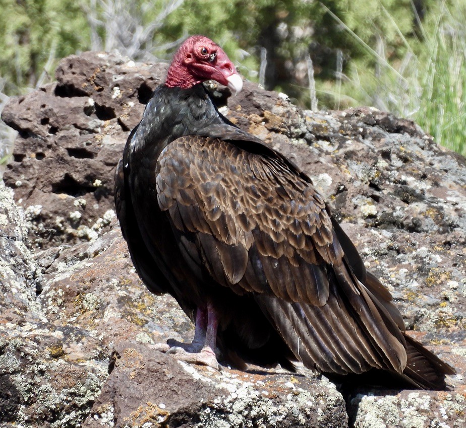 Turkey Vulture - ML619615197