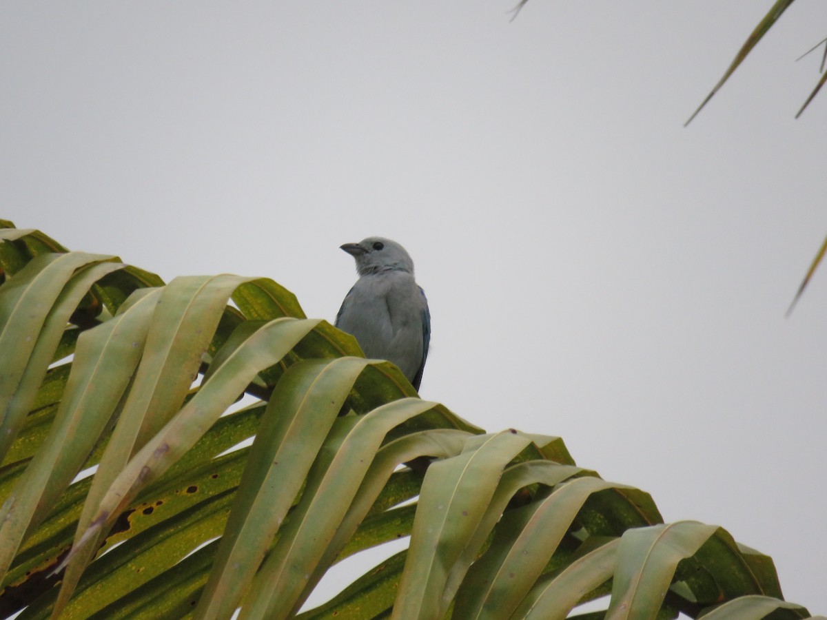 Blue-gray Tanager - ML619615203