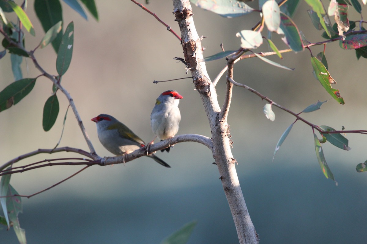 Red-browed Firetail - ML619615214