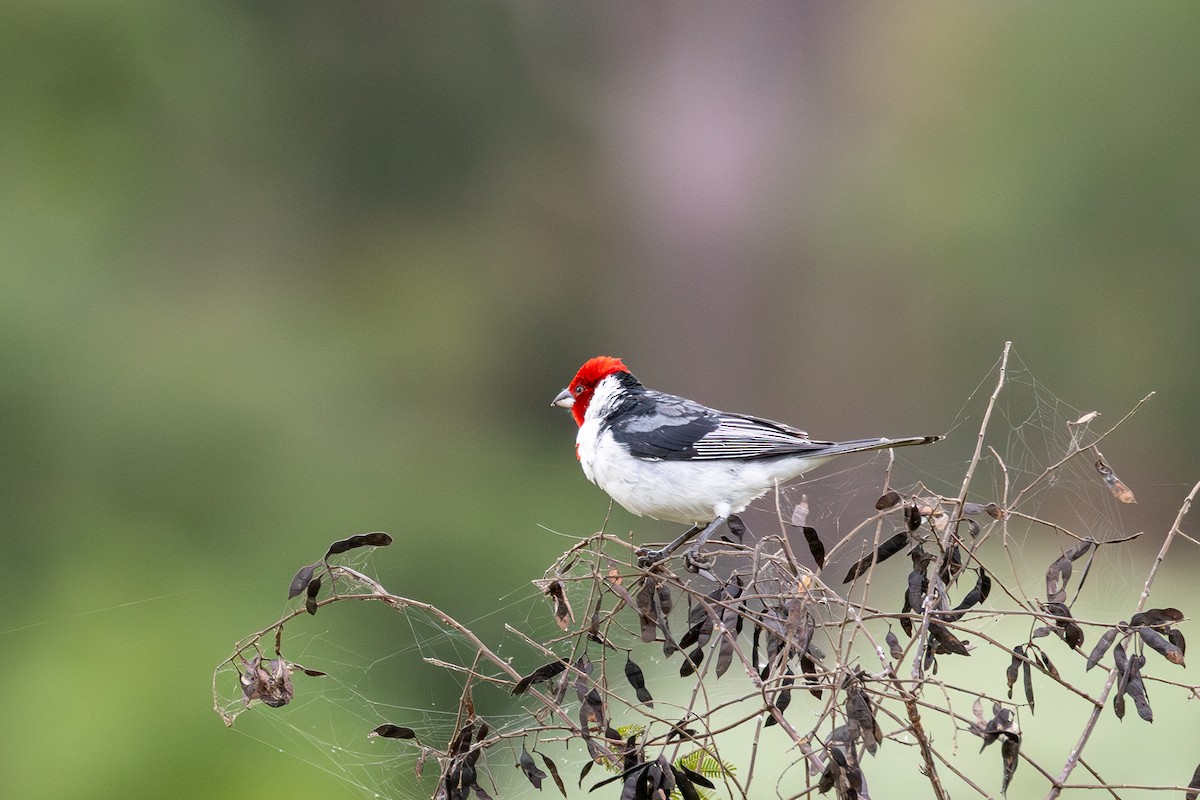 Red-cowled Cardinal - ML619615331