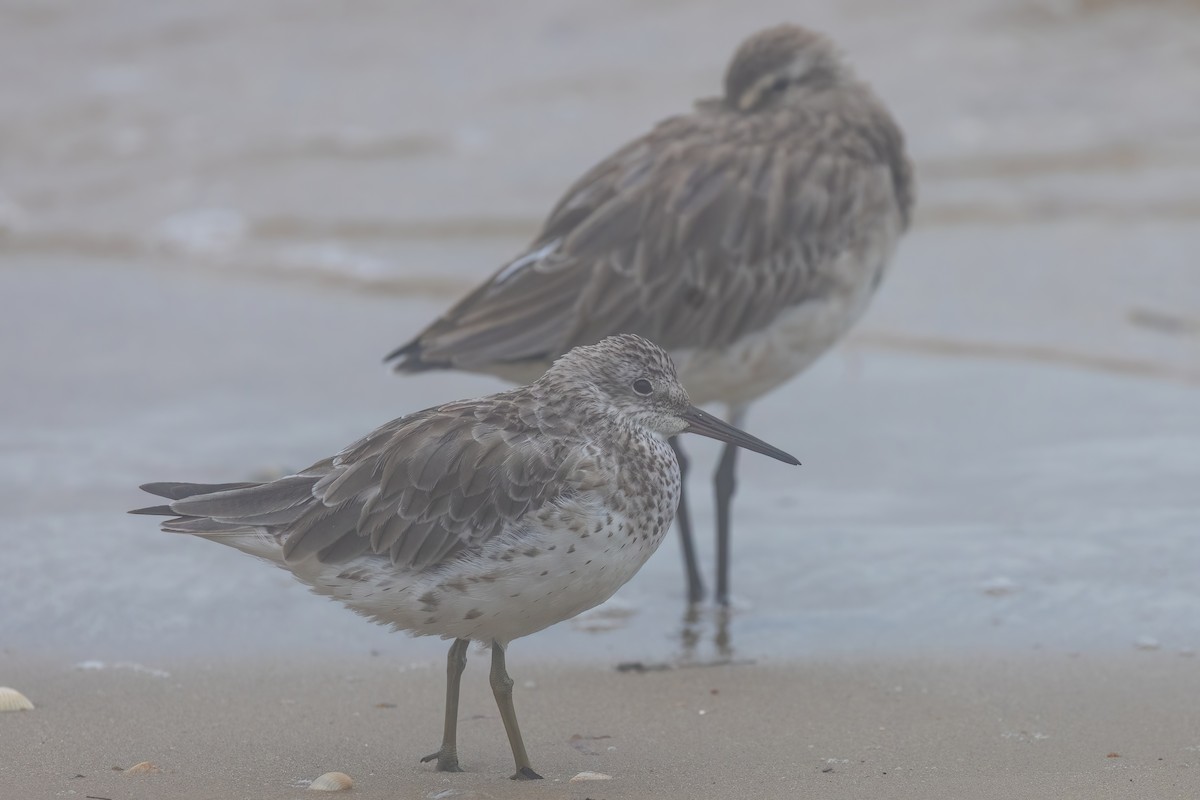 Great Knot - ML619615358
