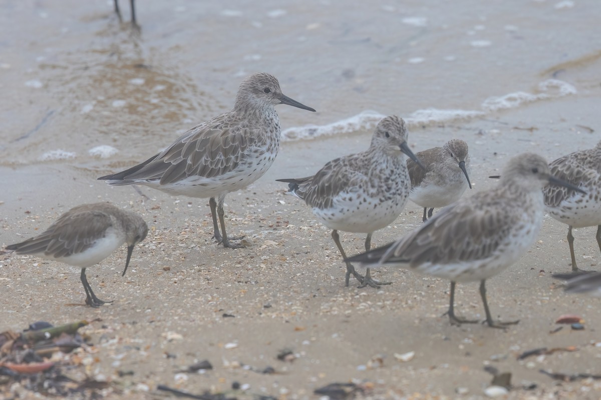 Great Knot - ML619615360