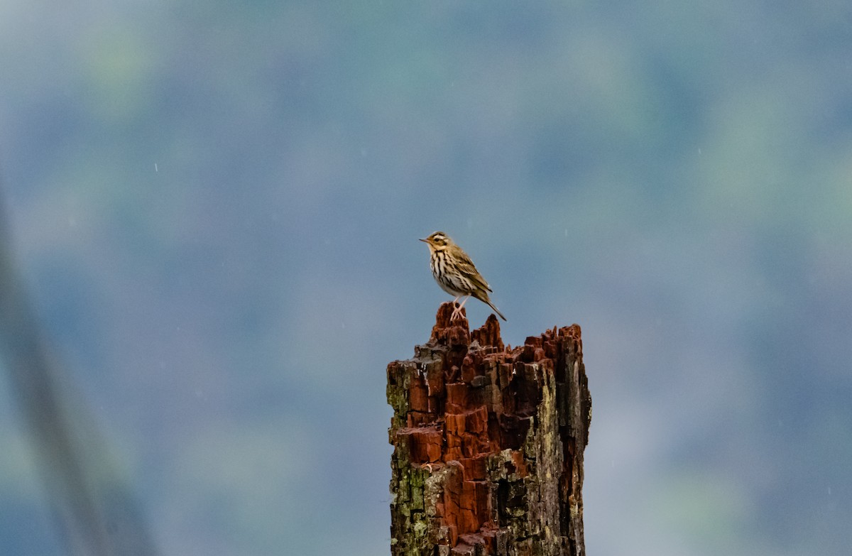 Olive-backed Pipit - ML619615368
