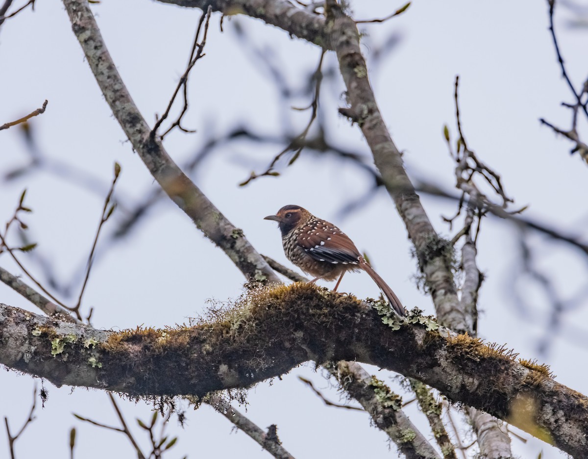 Spotted Laughingthrush - ML619615393