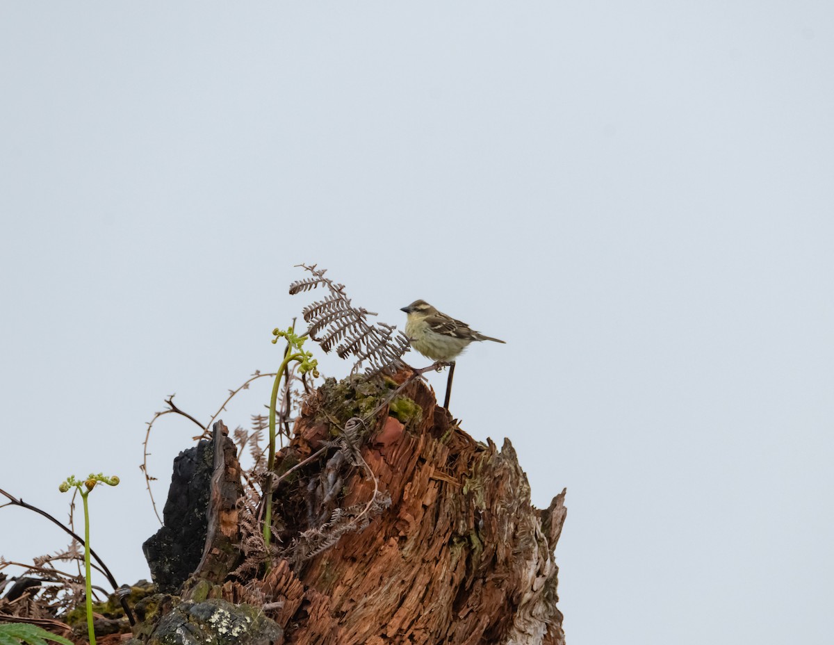 Eurasian Tree Sparrow - ML619615401
