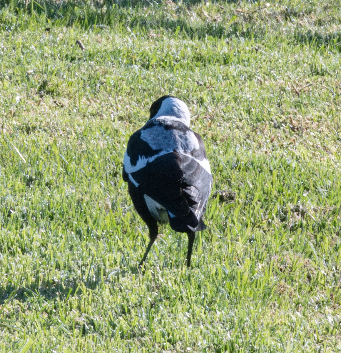 Australian Magpie (Black-backed x White-backed) - ML619615458