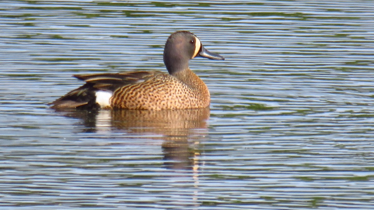 Blue-winged Teal - ML619615478