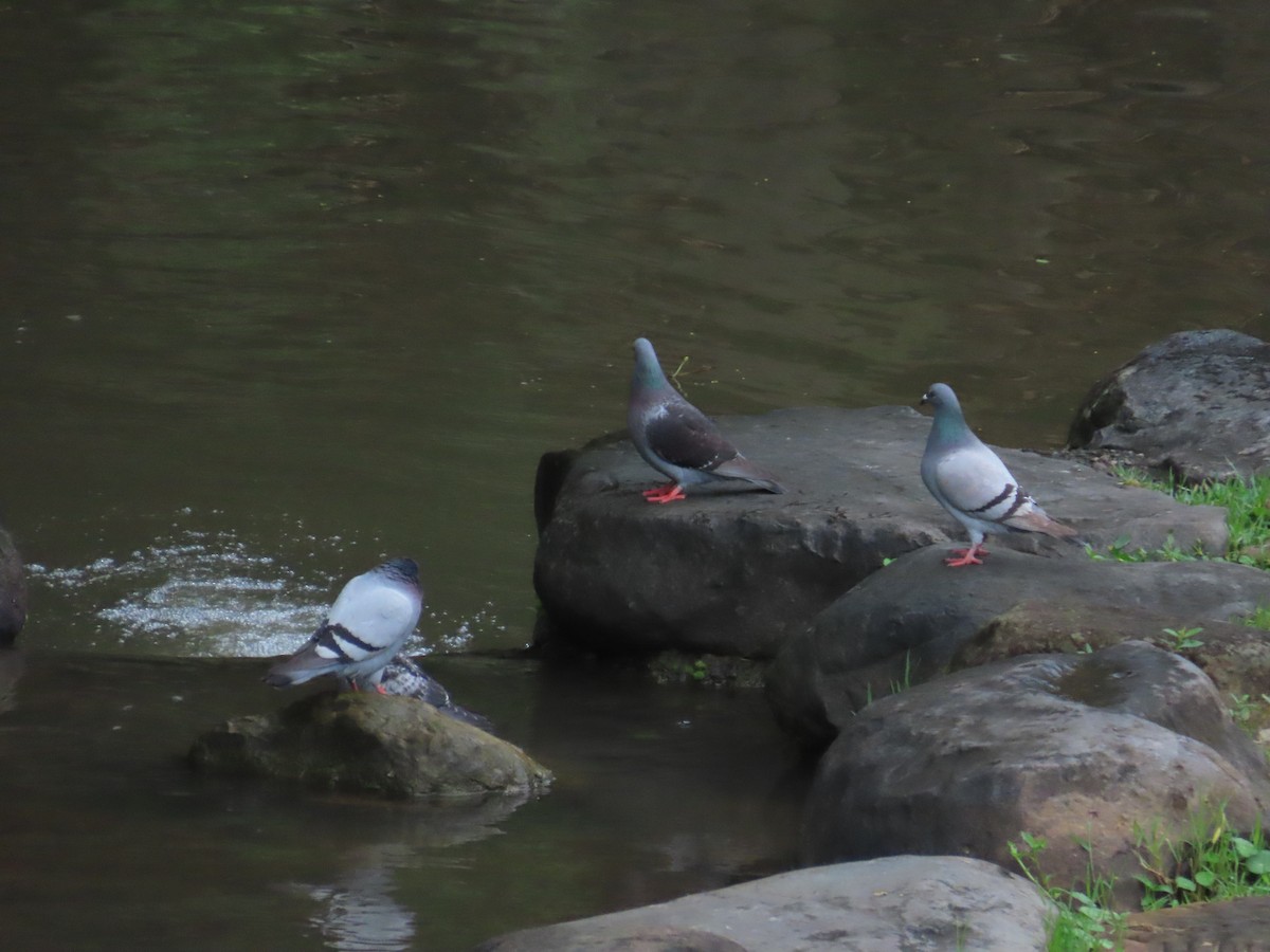 Rock Pigeon (Feral Pigeon) - ML619615486