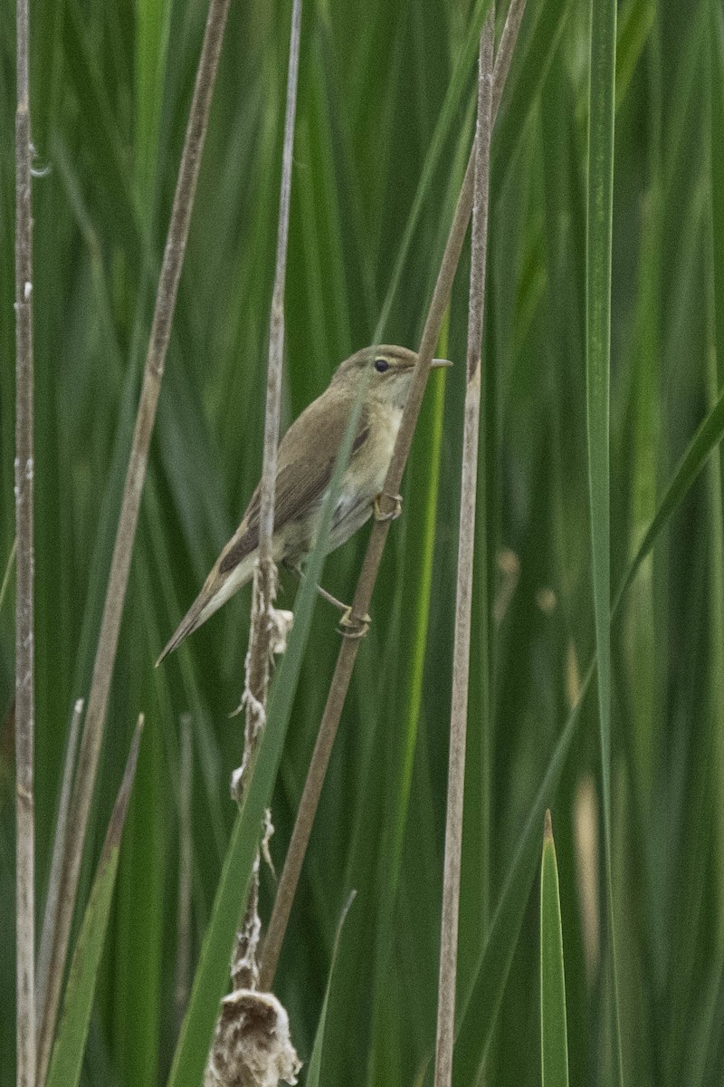 Common Reed Warbler - ML619615559