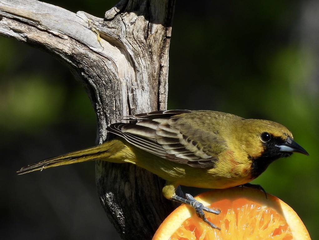 Orchard Oriole - ML619615580