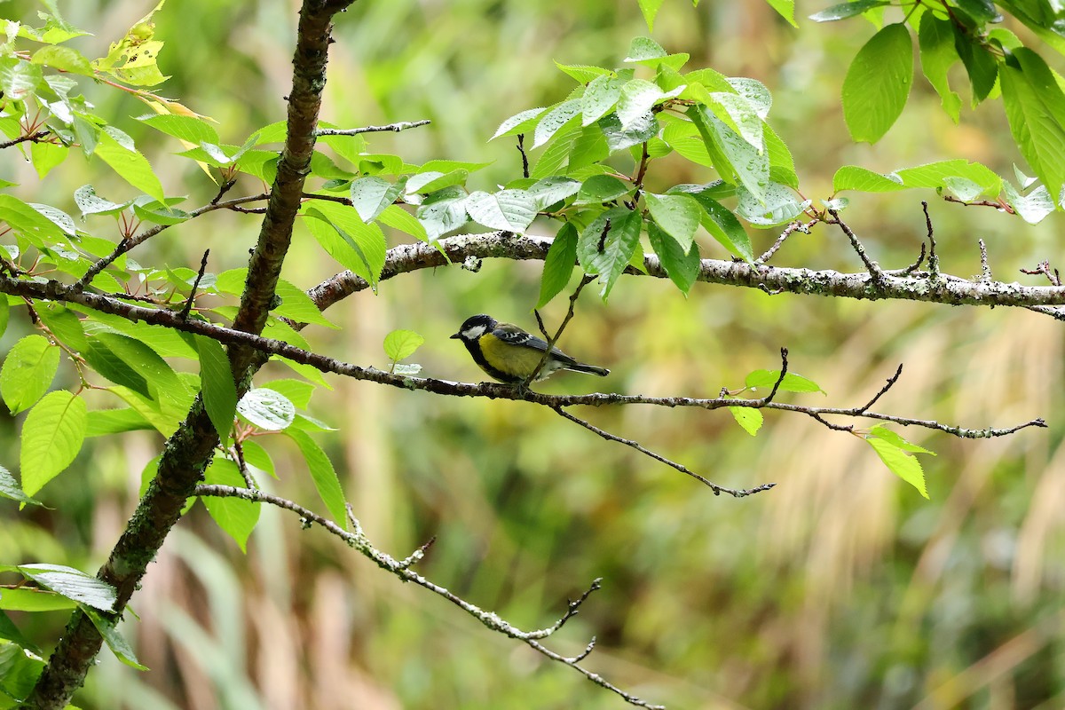 Green-backed Tit - ML619615591