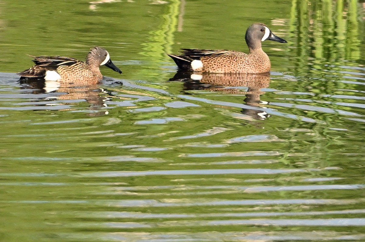 Blue-winged Teal - ML619615595