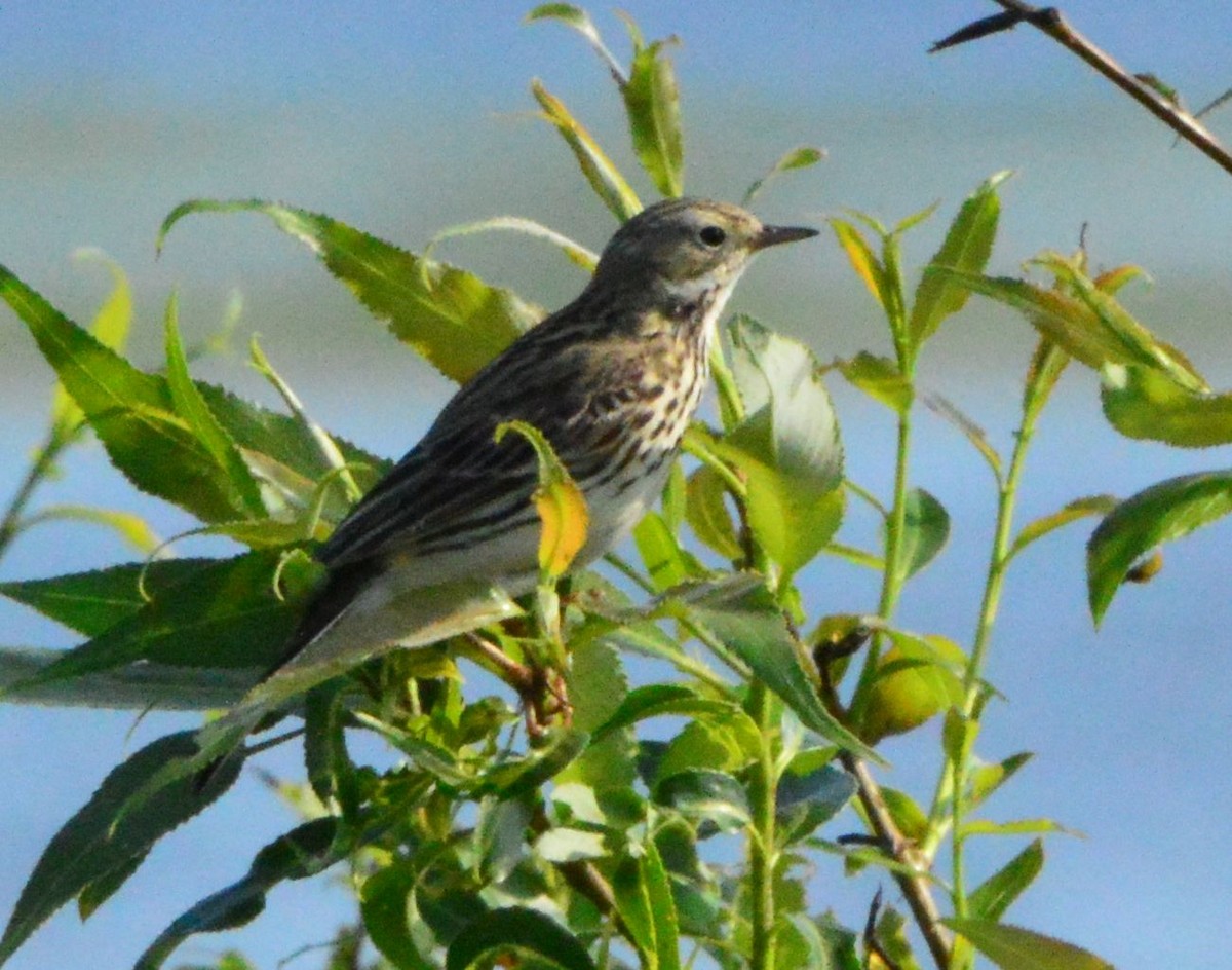 Meadow Pipit - ML619615606