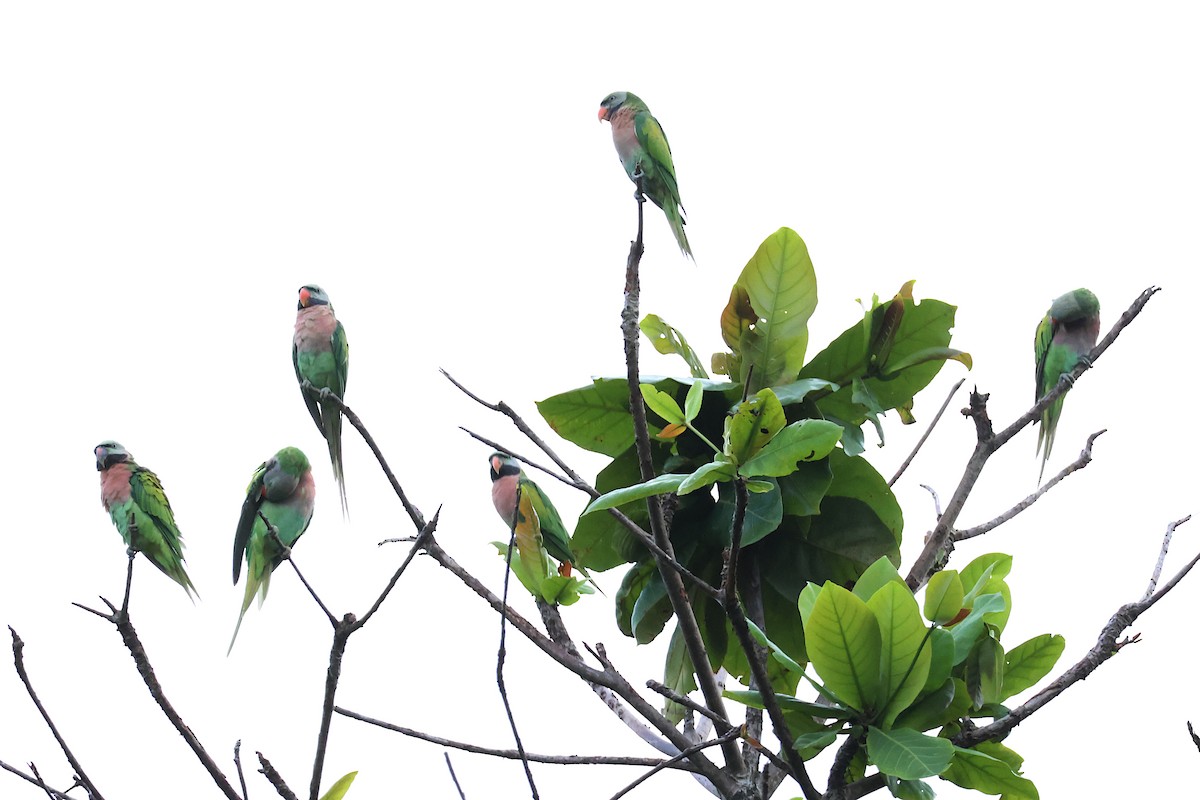 Gül Göğüslü Yeşil Papağan - ML619615676
