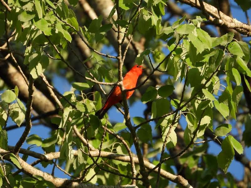 Scarlet Tanager - ML619615689