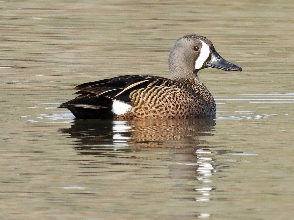 Blue-winged Teal - ML619615699