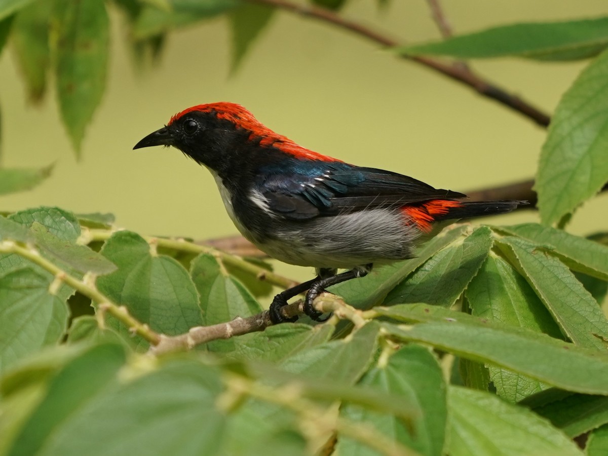 Scarlet-backed Flowerpecker - ML619615770