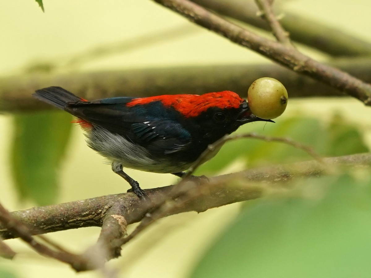 Scarlet-backed Flowerpecker - ML619615771