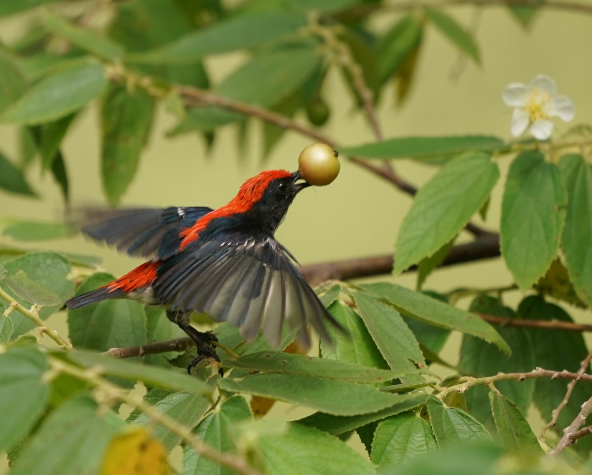 Scarlet-backed Flowerpecker - ML619615772