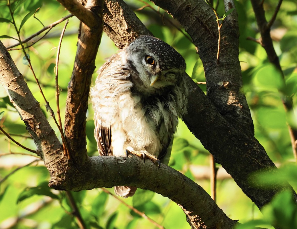 Asian Barred Owlet - ML619615812