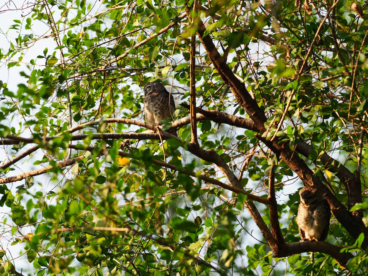 Asian Barred Owlet - ML619615818