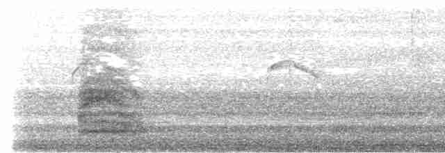 紐澳紅嘴鷗 - ML619615893