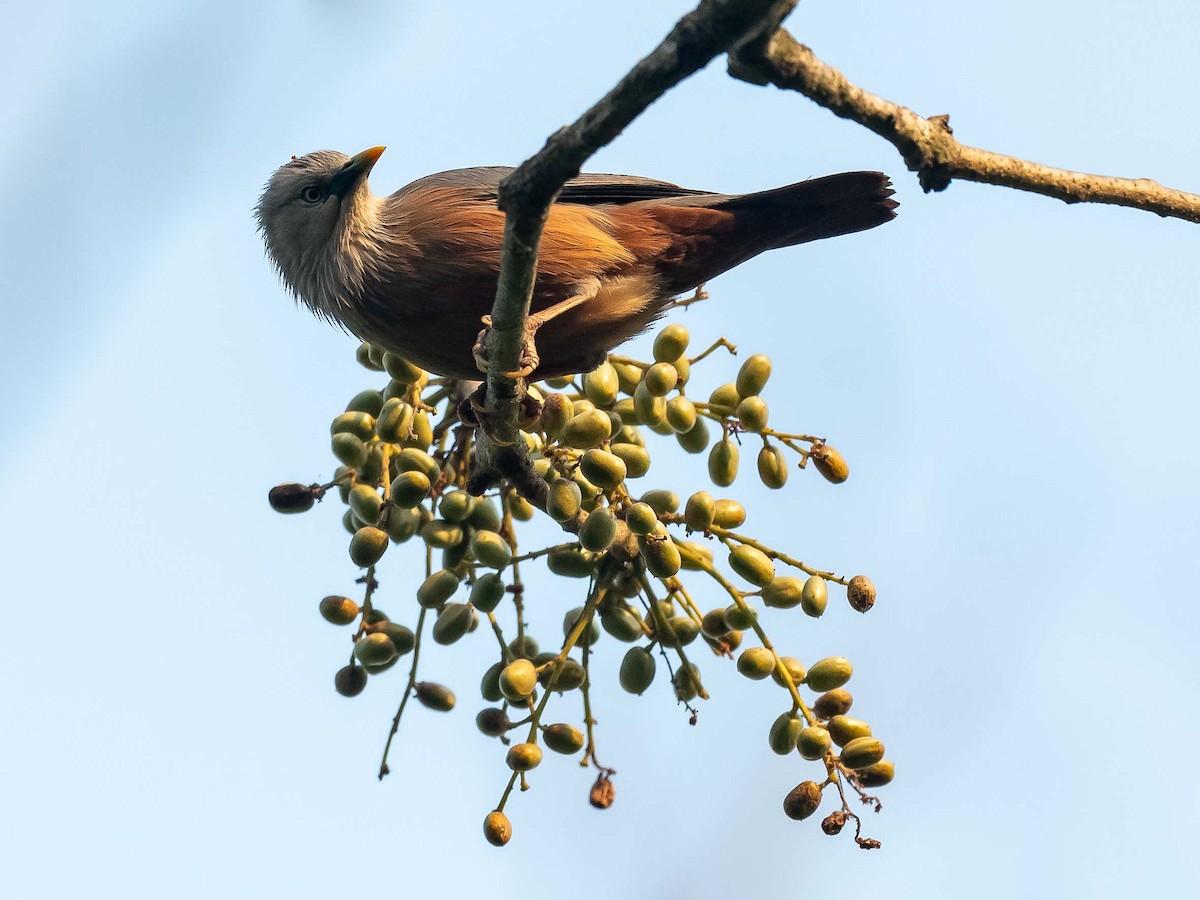 Chestnut-tailed Starling - ML619615922