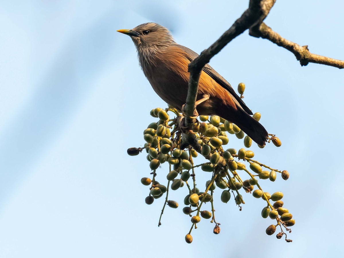 Chestnut-tailed Starling - ML619615923